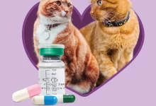 cat-fip-(feline-infectious-peritonitis):-symptoms,-causes,-and-treatments